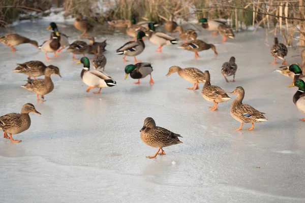 Ducks Walking Frozen Lake Frosty Morning — Stock Photo, Image