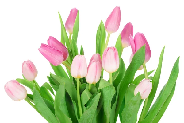 Elszigetelt Fehér Background Tulipán Csokor — Stock Fotó