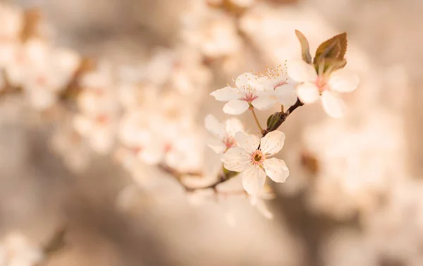 Blomstrende Kirsebærtræer Foråret Baggrund - Stock-foto