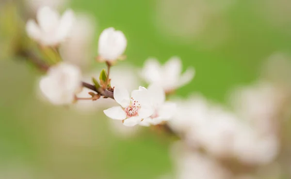 Blossoming Cherry Trees Spring Background — Stock Photo, Image