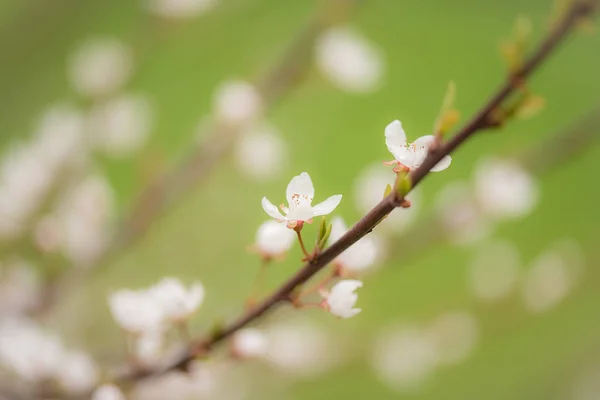 Blommande Körsbärsträd Våren För Bakgrund — Stockfoto