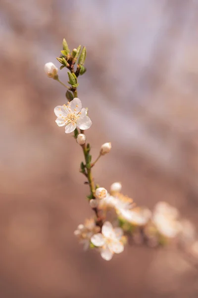 Blossoming Cherry Trees Spring Background — Stock Photo, Image