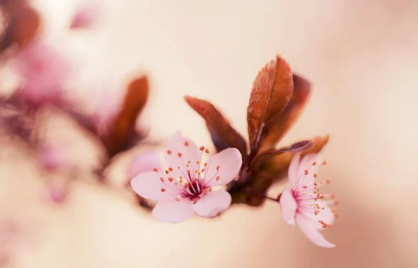 Blossoming Cherry Trees Spring Background — Stock Photo, Image