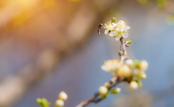 Kwitnących Wiśni Wiosną Tle — Zdjęcie stockowe