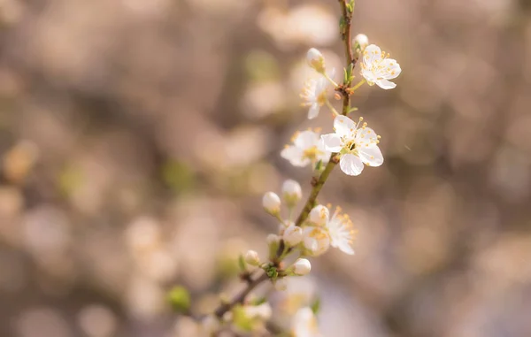 Blossoming Cherry Trees Spring Background — Stock Photo, Image