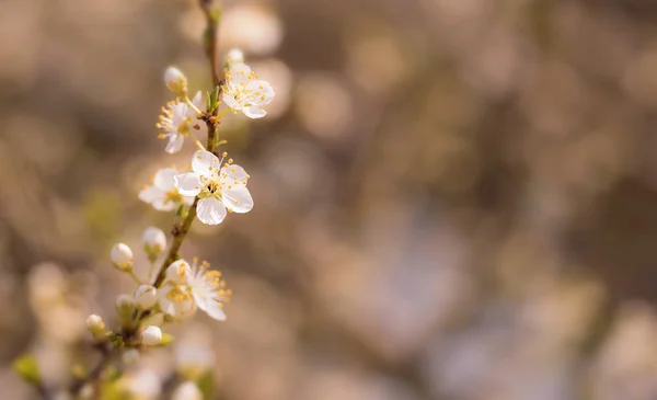 Bloeiende Kersen Bomen Het Voorjaar Voor Achtergrond — Stockfoto