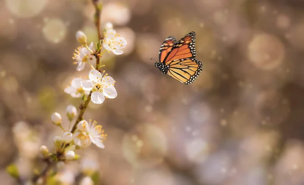 背景の春に満開の桜 — ストック写真