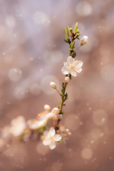 Blühende Kirschbäume Frühling Als Hintergrund — Stockfoto