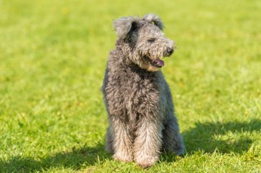 Parkta bir kahverengi terrier köpek fotoğrafı.