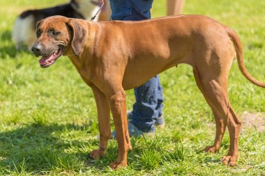 Rodezya Ridgeback köpek sahibi Park ile