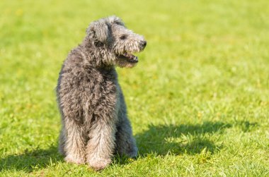 Parkta bir kahverengi terrier köpek fotoğrafı.