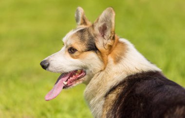 Corgi köpek fotoğrafı. Köpek portre
