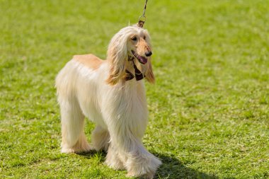 Yeşil parkta uzun saçlı tazı