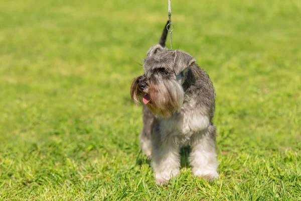 Adorável Terrier Raposa Parque Verde — Fotografia de Stock