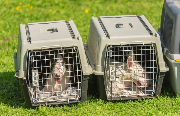 Bull Terrier Kutyák Ban Hordozható Műanyag Kennel — Stock Fotó