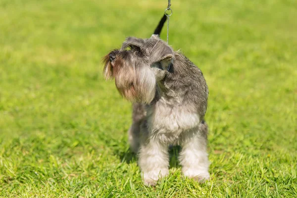 Adorável Terrier Raposa Parque Verde — Fotografia de Stock