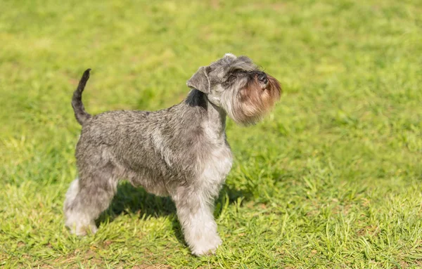 Adorável Terrier Raposa Parque Verde — Fotografia de Stock