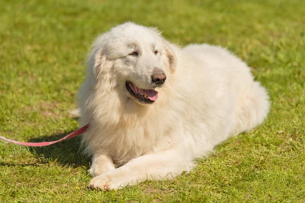 Parkta büyük Pyrenees köpek. Portre fotoğraf