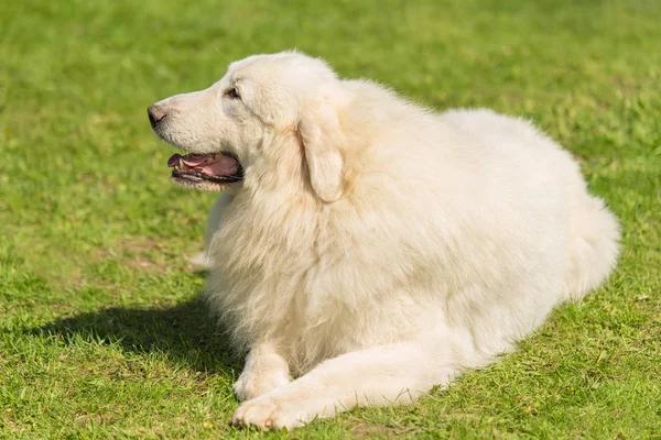 Grande Cão Pirinéus Parque Fechar Foto — Fotografia de Stock