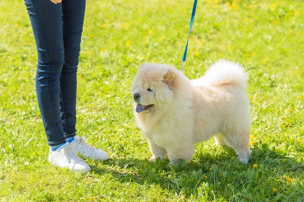 Bílá Chow Chow Pes Zeleném Parku Detailní Foto — Stock fotografie