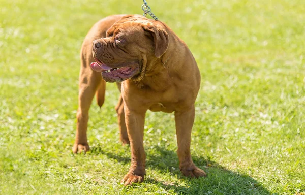 Doggue Bordeaux Σκύλοs Μέσα Στο Καταπράσινο Πάρκο — Φωτογραφία Αρχείου