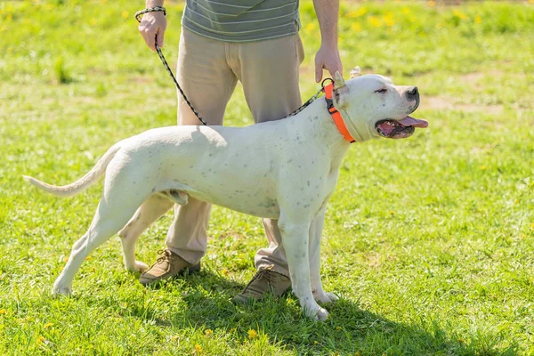 Beauty Argentino Dog Owner Park — Stock Photo, Image