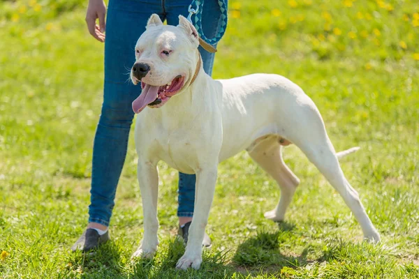 Beauty Argentino Dog Owner Park — Stock Photo, Image