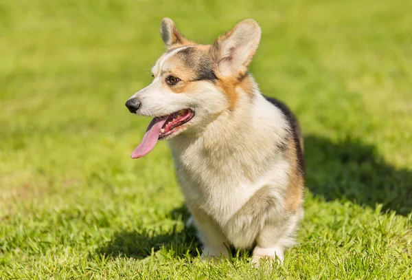 コーギー犬の写真 犬の肖像画 — ストック写真