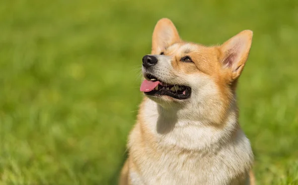 Photo Corgi Dog Dog Portrait — Stock Photo, Image