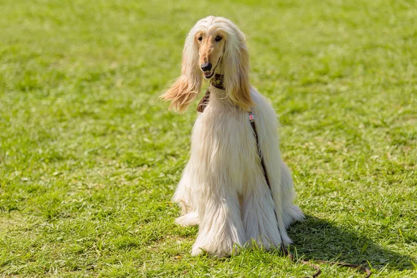 Long Haired Greyhound Green Park — Stock Photo, Image