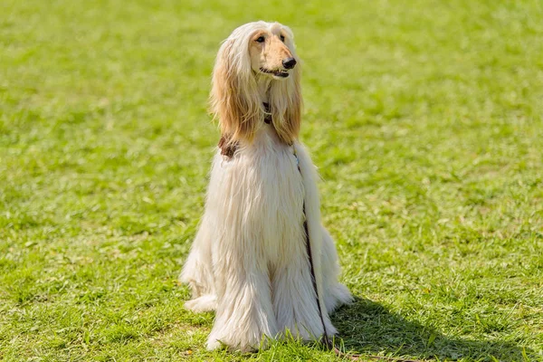 Long Haired Greyhound Green Park — Stock Photo, Image