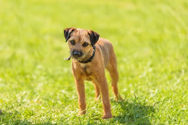 緑豊かな公園のボーダー テリア犬 — ストック写真