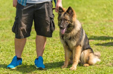 Alman çoban köpek yeşil park