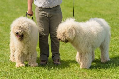 Macar komondor köpek sahibi Park ile