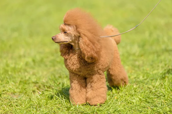 Pies Pudel Parku Zielona Portret Psa — Zdjęcie stockowe