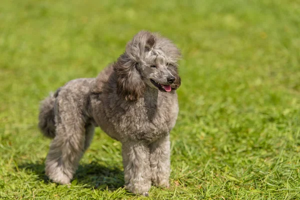 Poodle Σκυλί Στο Πράσινο Πάρκο Πορτραίτο Σκύλου — Φωτογραφία Αρχείου