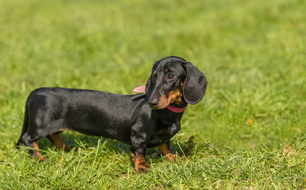 Foto Cão Dachshund Parque — Fotografia de Stock