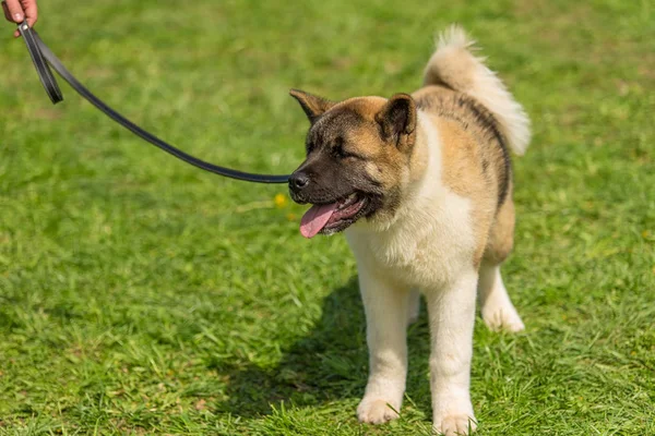 Japansk Hund Shiba Inu Den Gröna Parken — Stockfoto