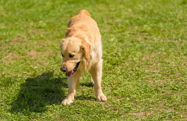 Triest Golden Retriever Hond Het Park — Stockfoto