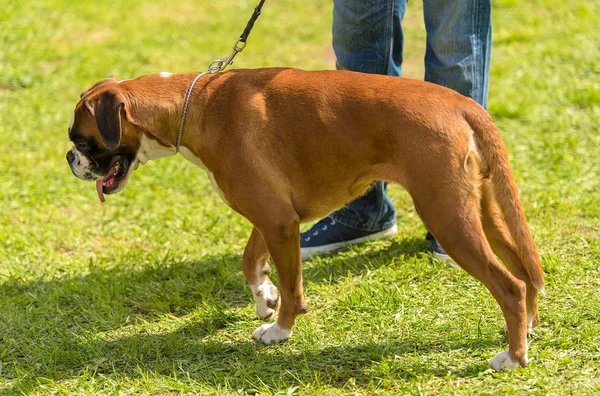 Boxer Hund Park Mit Herrchen — Stockfoto