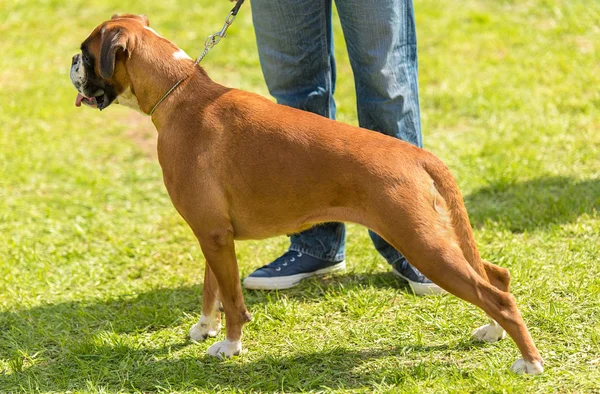 Boxer Hund Parken Med Ägare — Stockfoto