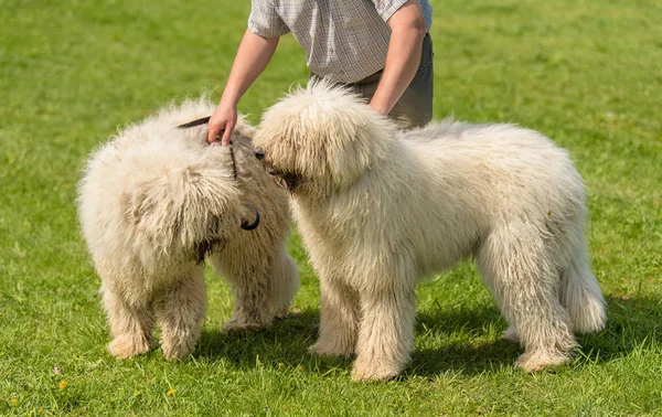 Hungarian Komondor Dogs Owner Park — Stock Photo, Image