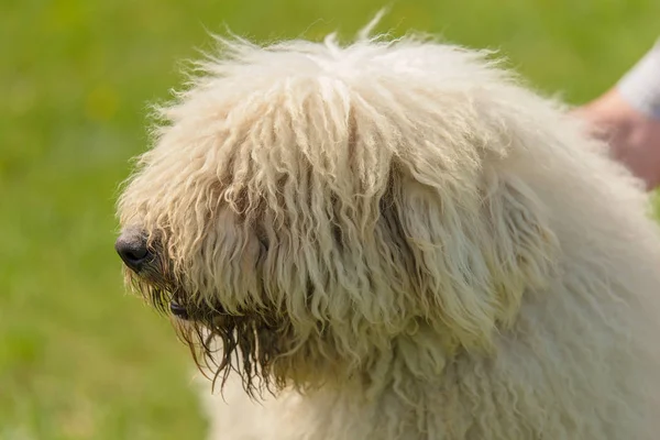 公園の所有者とハンガリーコモンドール犬 — ストック写真
