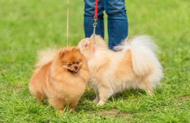 Alman Spitz sahibi ile parkta