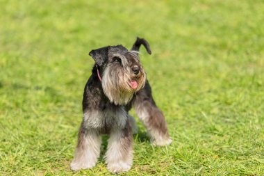 Minyatür Schnauzer köpek yeşil park