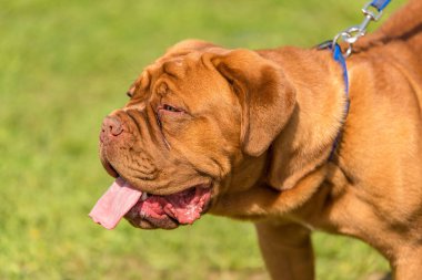 Yeşil parkta Doggue de Bordeaux köpek