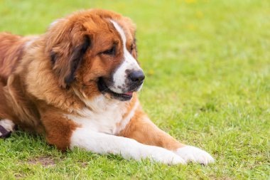 St. Bernard köpek parkta, sakin ol. Köpek portre
