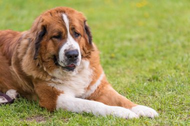 St. Bernard köpek parkta, sakin ol. Köpek portre