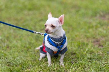 Beyaz Chihuahua köpek park. Köpek portre