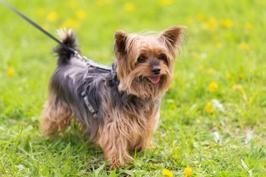 Yorkshire terrier parkta. Köpek portre